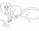Tamarin Coloring Lion Golden Pages Emperor Monkey Printable Tree Drawing Ausmalbild Zum Choose Board Ausmalbilder Printables sketch template