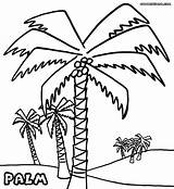 Palm Colorings Davemelillo sketch template