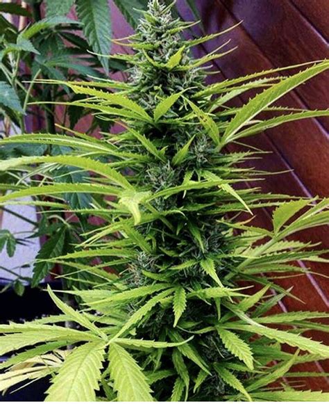 Cannabis Strains 5 Easy To Grow From Discount Cannabis Seeds