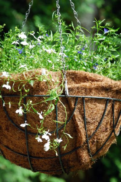 How To Replant Hanging Baskets For A Gorgeous Second Life