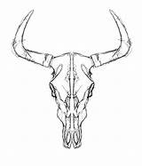 Skull Cow Drawing Bull Drawings Paintingvalley Getdrawings sketch template