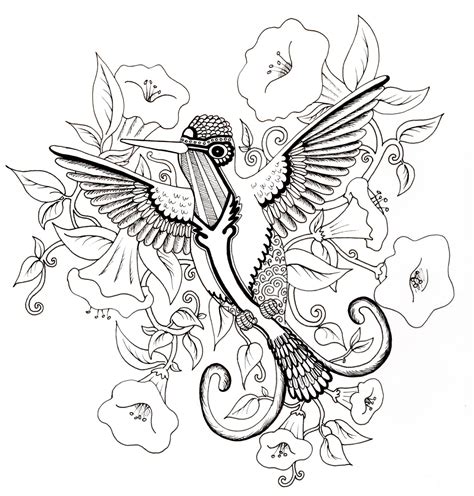 hummingbird coloring pages  adults thousand    printable