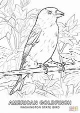 Coloring Washington Bird State Pages Printable Goldfinch Eastern Drawing Bullfinches Educational Paper sketch template