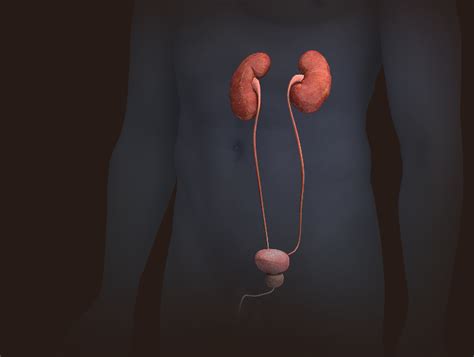 Zygote 3d Male Urinary System