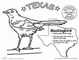 Texas State Drawing Bird Worksheets Flag History Coloring Outline Grade Clipart Pages Worksheet Armadillo Symbol Mockingbird Animals Activities Animal Birds sketch template