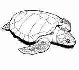 Tortugas sketch template