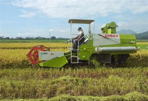 harvesting irri rice knowledge bank
