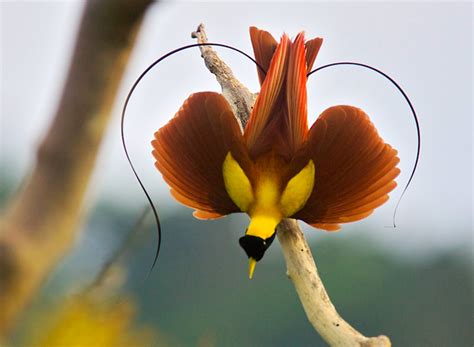 Gallery Png S Birds Of Paradise Australian Geographic