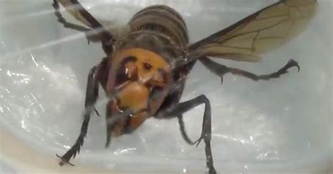 Monster Hornet Pictured In Devon Amid Fears Of Deadly