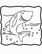 Shark Rekin Requin Kolorowanki Sharks sketch template