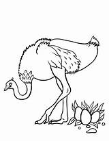 Ostrich Coloring Pages Coloringcafe Printable Color Kids Sheet Print Pdf Animal Muse Printables Drawings Designlooter Template sketch template