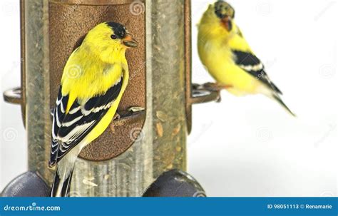 yellow finches  bird feeder stock image image  plumage feeder