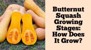 butternut squash growing stages    grow rockets garden