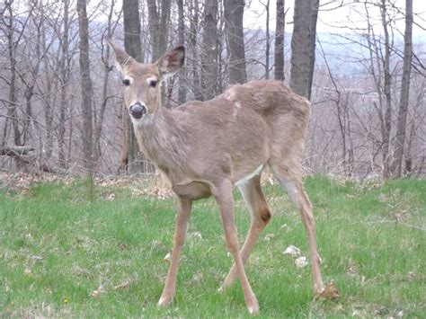 filewhite tailed deer heath ohiojpg wikimedia commons