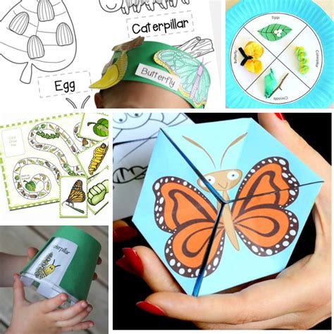 life cycle   butterfly printables fun  day