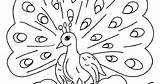 Burung Merak Mewarnai Inspirasi Sketsa sketch template