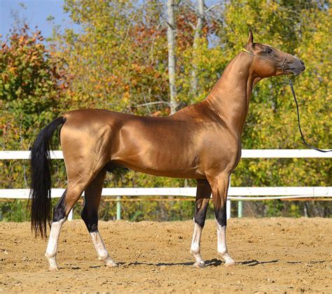 akhal teke horses horses horse breeds