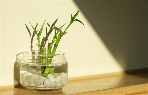lucky bamboo care guide  bamboo plants indoor houmse