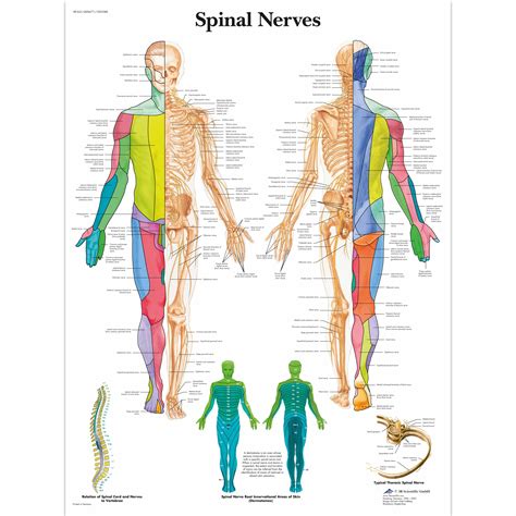 anatomical charts  posters anatomy charts spinal nerves