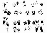 Tracks Tierspuren Footprints Footprint Abbildungen Pawprints Identify Graphics Spuren Vecteurs Schnee Vecteezy Vectoriel Brushes Waldtiere Brosses sketch template