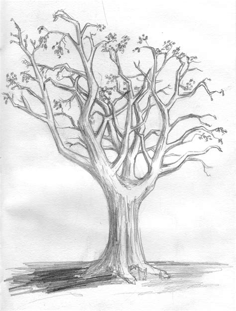 simple tree drawing  branches images pictures becuo