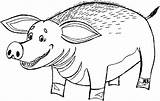Porc Colorat Planse Desene Desen Martisor Animale Creion Porci Purcei Trafic Mancare sketch template