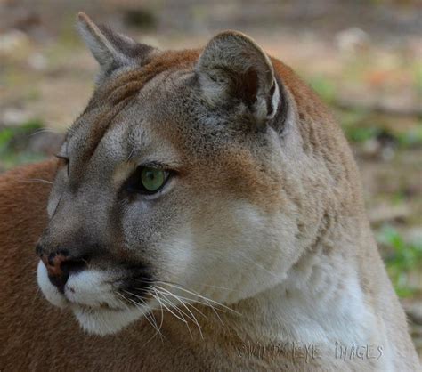 14 best images about cougars on pinterest oregon high schools and