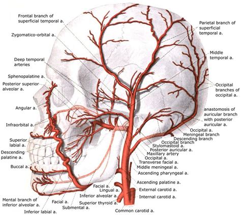 external carotid artery physiopedia