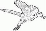 Coloring Archaeopteryx Dinosaur sketch template