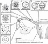 Embryonic Embryology Fetal Fertilisation Physiology Implantation Fertilization Reproductive Gastrulation Weeks Uterus Ovulation Occur Phase Entwicklung Approximately Span sketch template