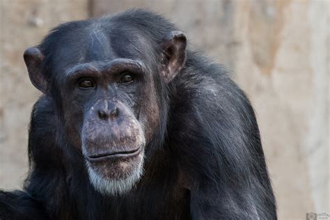 schimpanse foto bild natur zoo tiere bilder auf fotocommunity