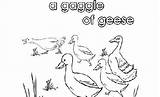 Geese Gaggle Nouns Collective sketch template