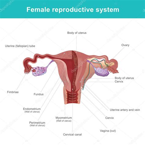 Diagram Of Internal Organs Female Female Reproductive System Internal