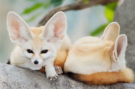 fennec fox   pet davidson county vet thomasville veterinary hospital