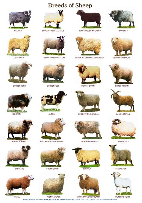carteles laminados razas de ganado bovino ovino  porcino etsy