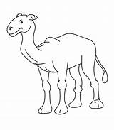 Camel Dromadaire Animaux Coloriages sketch template