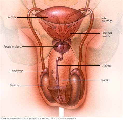 male reproductive system mayo clinic