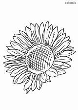Sunflower Sonnenblume Realistic Sunflowers Malvorlagen Blumen Ausmalbilder Sonnenblumen sketch template