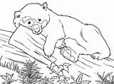 Oso Orso Ours Coloriage Osos Urs Stampare sketch template