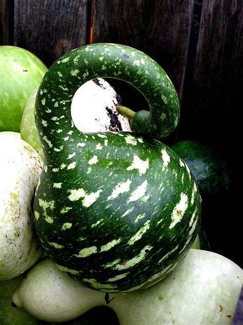 green gourd flickr photo sharing
