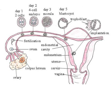 embryonic development female reproductive system genetic