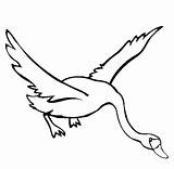 Swan Flying Coloring Pages Bird Tundra Beautiful Printable Online Girls Drawing Color Designlooter Thecolor Kids Description Choose Board 48kb 565px sketch template
