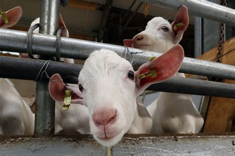 cooeperatie bio goat meat vermarkt geitenlamsvlees boerderij