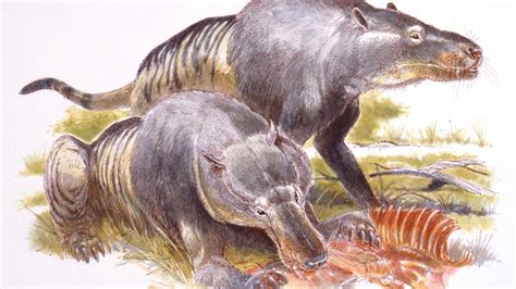 Largest Carnivorous Mammal Ever To Walk The Earth The