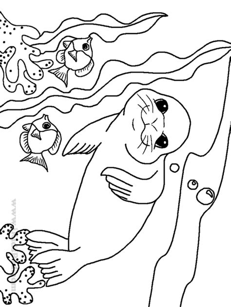 sea lion coloring pages az coloring pages