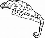 Coloring Lizard Pages Reptile Cartoon Printable Line Drawing Getdrawings Print Baby Color Getcolorings sketch template