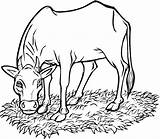 Vaca Cows Colorir Krowa Kolorowanka Pastando Coloringme Krowy Kolorowanki Cattle Comendo Grama Druku Horse Colorare Mucca Mangia Vacas Erba Drukuj sketch template