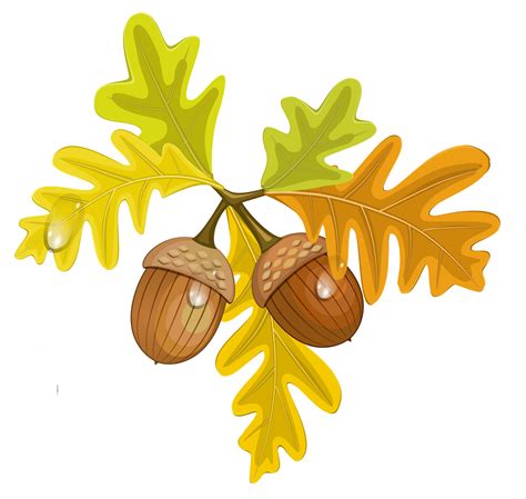 acorns clipart   cliparts  images  clipground