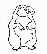 Groundhog Coloring Pages Kids Animals Printable Popular sketch template