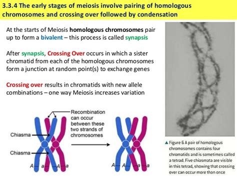 ib biology 3 3 slides meiosis
